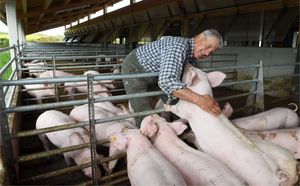 Landwirt Bayer mit seinen LandSchweinen