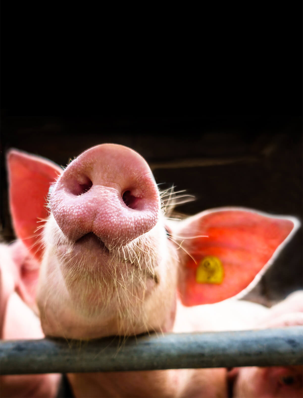 Schwein Nase frech große Ohren