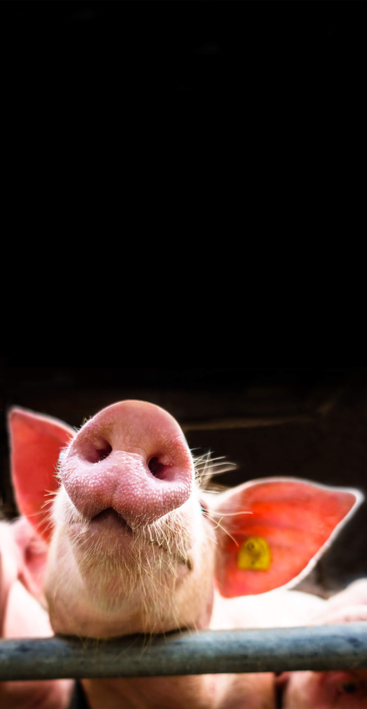 Schwein Nase frech große Ohren